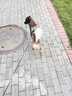 嬉皮狗（hipidog）狗狗牽引繩中型大型犬背心式胸背帶狗鏈薩摩金毛拉布拉多遛狗繩子 軍綠色【防爆沖放掙脫】 S（建議體重8-15斤） 曬單實(shí)拍圖