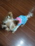 MIKI PAD寵物狗狗衣服小型犬可牽引外出背帶褲春夏幼犬衣服比熊泰迪雪納瑞 藍(lán)色口袋背帶褲 S背長25cm（參考體重3-6斤） 曬單實拍圖