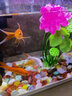 魚缸內(nèi)裝飾物仿真水草造景植物塑料草假花造景裝飾品水族箱里的擺件植物 21cm單荷葉綠 曬單實拍圖