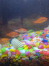 澤馭名寵七彩石彩色小石子五彩石頭魚缸造景 小號4-6mm 3斤 曬單實拍圖