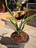 艾瑩蘭花苗 紅神荷冠 矮種墨蘭紅花荷瓣冬帶濃香花苞綠植花卉盆栽 3苗連體帶原盆發(fā)貨 曬單實(shí)拍圖