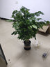 歐芽幸福樹大型盆栽 大樹樁小樹苗綠植物室內(nèi)客廳 80-90cm幸福樹(加侖盆) 含盆 曬單實拍圖