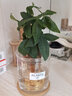 花友水培植物綠植盆栽花卉水養植物土養植物室內辦公桌面微景觀(guān) 發(fā)財樹(shù)單株(不含盆) 曬單實(shí)拍圖