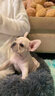 京狼圖騰雙血統(tǒng)純種法國斗牛犬小型犬法斗幼犬家養(yǎng)活體寵物狗斗牛犬幼犬 血統(tǒng)級(jí) 2 曬單實(shí)拍圖