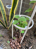 草木旺獼猴桃苗嫁接紅心黃心綠心軟棗獼猴桃樹(shù)苗南方種植奇異果苗果樹(shù) 嫁接綠心獼猴桃苗 高度：20公分左右 曬單實(shí)拍圖