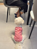 小凍狗狗夏季衣服薄款透氣短袖休閑可愛(ài)風(fēng)小型犬衣服寵物防掉毛春夏裝 德羅紅條紋 L （建議8-11斤） 曬單實(shí)拍圖