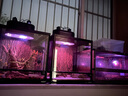 REPTIZOO烏龜曬背燈陸龜爬蟲加熱燈倉鼠寵物刺猬變色龍守宮夜燈 星月加熱燈 75W 曬單實拍圖