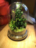 創(chuàng  )意辦公室室內桌面迷你小盆栽微景觀(guān)生態(tài)瓶悶養植物苔蘚雨林缸 心葉薜荔（成品種好） 曬單實(shí)拍圖