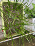 萌蘊（MengYun）四季開(kāi)花重瓣風(fēng)雨蘭種球風(fēng)雨花蔥蘭韭蘭庭院陽(yáng)臺盆栽花卉耐寒 混色風(fēng)雨蘭種球50個(gè) 曬單實(shí)拍圖
