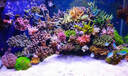 施特馳珊瑚燈海缸燈微缸燈海水燈魚缸照明水藻草日出日落海底生態(tài)燈養(yǎng)魚 海缸版(適合45*45cm)MC-95藍多色+支架 曬單實拍圖