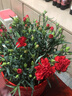 拓賽  盆栽花 康乃馨盆栽重瓣庭院大花苗室內綠植石竹觀(guān)花辦公室D9 紅色 不含盆 曬單實(shí)拍圖