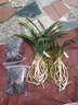 劉閣蘭花劉閣蘭花苗 墨蘭花王錦 冬帶花苞出售室內(nèi)陽(yáng)臺(tái)盆栽好養(yǎng)花卉栽綠植 4苗連體裸根當(dāng)年開(kāi)花 曬單實(shí)拍圖