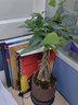 想開(kāi)發(fā)財樹(shù)盆栽室內植物客廳好養小盆景四季常青辦公室花卉綠植 曬單實(shí)拍圖