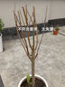 歐悟 嫁接蘋(píng)果樹(shù)苗 冰糖心蘋(píng)果苗庭院陽(yáng)臺盆栽地栽果樹(shù)苗南方北方種植 冰糖心蘋(píng)果 8年豐產(chǎn)壯苗（果實(shí)多） 曬單實(shí)拍圖