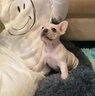 京狼圖騰雙血統(tǒng)純種法國斗牛犬小型犬法斗幼犬家養(yǎng)活體寵物狗斗牛犬幼犬 血統(tǒng)級(jí) 2 曬單實(shí)拍圖