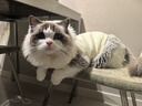 鉑吶苓貓咪狗狗寵物衣服小型犬加厚保暖泰迪加菲布偶英短衣服兩腳款棉衣 寵物衣服【小熊-米白】 L 曬單實拍圖
