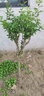 磊運(yùn)無核柿子樹苗 嫁接果樹苗庭院陽臺(tái)種植南方北方種植當(dāng)年結(jié)果 7年苗(備注品種) 81cm(含)-110cm(含) 曬單實(shí)拍圖