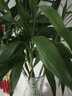 看匠 牡丹吊蘭盆栽室內陽臺桌面垂吊多年生花卉綠植盆景好養(yǎng)易成活 牡丹吊蘭2盆 #79 曬單實拍圖