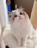 春燕美寵布偶貓幼貓活體藍眼睛海雙藍雙純種長(cháng)毛貓寵物貓幼崽波斯系仙女貓 血統級 曬單實(shí)拍圖