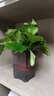 雙盟金錢樹大型綠植盆栽辦公室內(nèi)花卉除甲醛招財(cái)60-70cm白盆源頭直發(fā) 曬單實(shí)拍圖