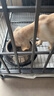 蒂瑞科純種拉布拉多犬大型犬拉布拉多幼犬神犬小七巡回導(dǎo)盲犬寵物狗 血統(tǒng)級(jí) 公 曬單實(shí)拍圖