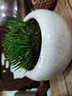 碧候蘭園微型盆景金錢(qián)菖蒲苗黃金姬虎須隨手香苗綠植水培迷你小盆栽蘭花草 1盆貴船苔菖蒲約10苗 曬單實(shí)拍圖