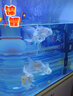 大拇指蝴蝶鯉專用魚(yú)飼料觀賞魚(yú)食金魚(yú)糧顆粒錦鯉餌料通用型 金裝蝴蝶鯉500g/罐(中粒/下沉) 曬單實(shí)拍圖