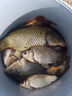 川澤伊豆有刺子線雙鉤成品綁好防纏繞魚鉤套裝全套競技野釣鯉魚鯽魚鉤 鉤4#線1.5#+鉤5#線2.0# 伊豆有刺【20付】 曬單實拍圖