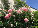 壹植粉色龍沙寶石薔薇爬藤本月季花苗盆栽四季濃香玫瑰花卉植物庭院開(kāi) 【開(kāi)花機器】粉龍沙寶石中苗 裸根不帶土 曬單實(shí)拍圖