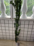 傾顏 羅漢松樹(shù)苗珍珠米葉中葉雀舌小苗綠植盆栽盆景苗木 40-50厘米高（2棵裝） 不含盆 曬單實(shí)拍圖