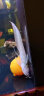 星马泰金龙鱼活鱼活体红龙鱼苗观赏鱼热带鱼淡水中大型幻彩七彩银龙鱼 幻彩银龙鱼22-23cm2条 实拍图