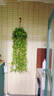 通沭常春藤四季常青爬藤植物除甲醛凈化空氣/長30-50cm2棵源頭直發(fā) 曬單實(shí)拍圖