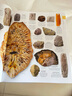 DK博物大百科 DK The Natural History Book 自然歷史指南 動(dòng)物植物環(huán)境地理科學(xué)科普畫(huà)冊 英文原版進(jìn)口圖書(shū) 綠山墻 綠山墻圖書(shū) 曬單實(shí)拍圖