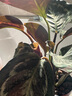 室內(nèi)綠植花卉盆栽孔雀竹芋 貓眼彩虹綠植盆栽植物 彩虹竹芋20-30厘米高 原盆原土發(fā)貨 含原裝簡(jiǎn)易塑料盆 曬單實(shí)拍圖