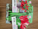 綠林花語(yǔ) 盆栽小番茄種子紅珍珠西紅柿圣女果種籽矮生小番茄盆栽陽(yáng)臺庭院 曬單實(shí)拍圖