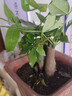 泰西絲發(fā)財樹(shù)盆栽室內客廳桌面綠植小盆景大發(fā)財樹(shù)苗樹(shù)植物辦公室小盆栽 三桿發(fā)財樹(shù)+懶人盆 曬單實(shí)拍圖