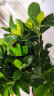 盆栽花卉绿植办公室红掌室内盆栽盆景大型绿植 粉掌 含盆栽好发货整体高度都在40厘米以上 实拍图