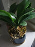 御春閣100棵裝銅錢草 水培植物桌面盆栽 金錢草花卉室內水養(yǎng)綠植 不含盆 銅錢草100棵裝（1盆裝）原盆原土 曬單實拍圖