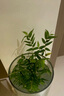 納學(xué)  翡翠觀(guān)音竹1苔蘚球水培款配造盆景盆栽綠植花卉植物 【魚(yú)缸款】水培翡翠竹+15*40魚(yú)缸 帶盆栽好 曬單實(shí)拍圖