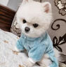 妙普樂(lè )牽引小狗狗衣服冬天比熊泰迪博美雪納瑞小型犬寵物秋冬季四腳冬款 藍色小熊(帶牽引環(huán)) (不含繩子) L號背長(cháng)35(建議8-10斤) 曬單實(shí)拍圖