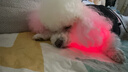 Theratools寵物紅外線(xiàn)理療老年犬類(lèi)狗狗骨折髕骨腰椎康復恢復關(guān)節貓咪紅光帶 中規 基礎款120燈珠紅光+紅外線(xiàn)同時(shí)照射 曬單實(shí)拍圖
