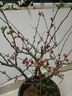 元井海棠花盆栽樹(shù)苗盆景重瓣老樁庭院綠植物室內四季花卉 9年長(cháng)壽冠海棠（造型） 曬單實(shí)拍圖