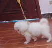 井莎 薩摩耶幼犬薩摩犬寵物狗狗活體小狗幼崽雪橇犬狗活物 寵物級 曬單實(shí)拍圖