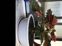 傾顏 竹節海棠花盆栽 海棠花苗盆栽 竹節秋海棠 四季斑葉竹節秋海棠 竹節海棠 3年苗（基地簡(jiǎn)易原盆原土發(fā)貨） 曬單實(shí)拍圖