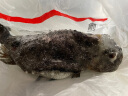 秋收以渔鲜冻海参斑深海捕捞石斑鱼去内脏不去沙 海鲜水产 3.5-4斤/条(带15%冰衣)两条装 实拍图