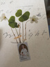 我居于無限可能：艾米莉·狄金森的一生 小說 曬單實拍圖