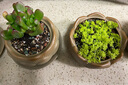 多肉植物帶盆綠植花卉盆栽貴貨老樁群生玉樹(shù)玉露仙人掌肉肉 玫瑰水蜜桃5-6cm【帶盆栽好】 曬單實(shí)拍圖