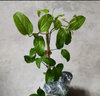 円空鐵線(xiàn)蓮攀援爬藤花苗陽(yáng)臺植物盆栽包對版多花當年開(kāi)花 円空3年苗包對版 不含盆 曬單實(shí)拍圖