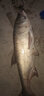 明孚蘆葦夜光魚漂60cm加長高靈敏鯽魚電子漂硬尾日夜兩用鯉魚夜光浮標 Y126-XL不變色(68-70cm)15目 6號一支 曬單實拍圖