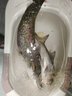 雙寶玄圖輕量大物竿鰱鏞魚(yú)竿手竿超輕超硬釣魚(yú)竿臺釣魚(yú)桿手桿雙寶品牌 8.1m 【28偏19調】送垂釣禮包 曬單實(shí)拍圖